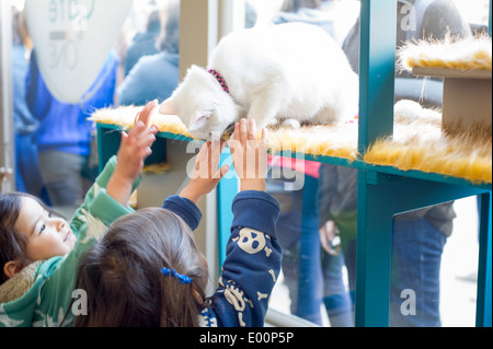 Katzenliebhaber kommen aus nah und fern zum Cat Cafe an der Bowery in New York am Tag seiner Eröffnung Stockfoto