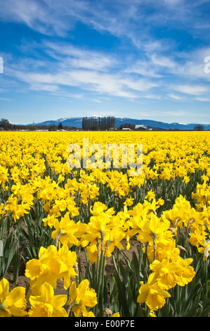 Narzissen blühen in einem RoozenGaarde-Birne-Feld in der Skagit River Valley, Washington, USA Stockfoto