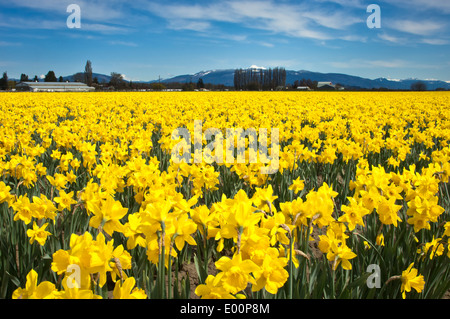 Narzissen blühen in einem RoozenGaarde-Birne-Feld in der Skagit River Valley, Washington, USA Stockfoto
