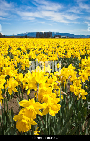 Narzissen blühen in einem RoozenGaarde-Birne-Feld in der Skagit River Valley, Washington, USA Stockfoto