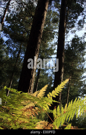 Herbst in den Wäldern der Bourne, nahe Farnham in Surrey, England Stockfoto