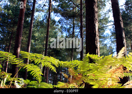 Herbst in den Wäldern der Bourne, nahe Farnham in Surrey, England Stockfoto