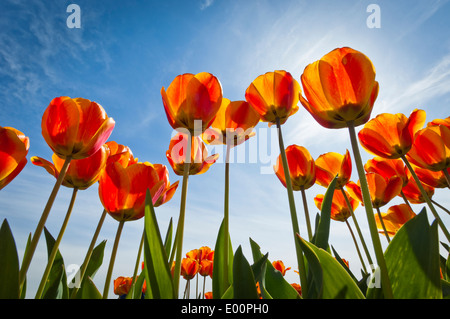 Tulpen blühen in der Skagit River Valley, Washington, USA Stockfoto