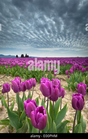 Tulpen blühen in der Skagit River Valley, Washington, USA Stockfoto