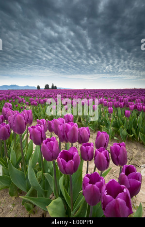 Tulpen blühen in der Skagit River Valley, Washington, USA Stockfoto