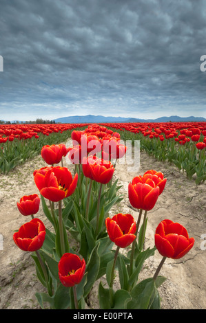 Tulpen blühen in der Skagit River Valley, Washington, USA Stockfoto