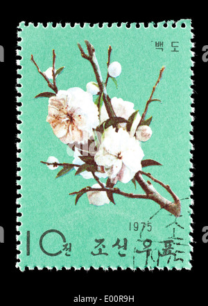 Porto Stempel her Nordkorea Darstellung weißer Pfirsich Baum Blumen Stockfoto