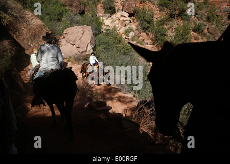 Maultiere nehmen Fahrer auf den Grund des Grand Canyon, ein UNESCO-Weltkulturerbe Stockfoto