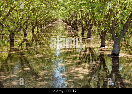 Mandel Obstgarten Reflexionen, Flut-Bewässerung, Frühling. Stockfoto