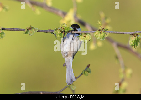 Schwarz-capped Meise (Poecile Atricapillus) auf im Frühjahr an einem Ast hängen. Stockfoto