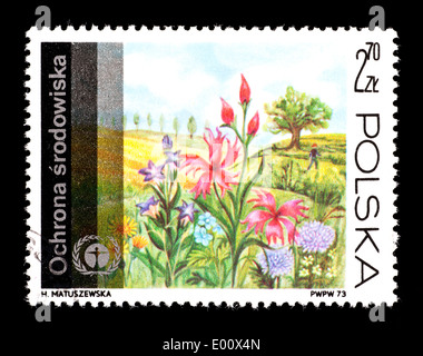 Briefmarke aus Polen mit Wildblumen auf einer Wiese. Stockfoto