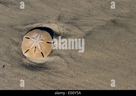 Sanddollar am Strand Stockfoto