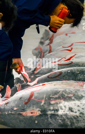 TOKYO, JAPAN - Oktober 25: Thunfisch für Auktion im Tsukiji-Fischmarkt am 25. Oktober 2013 in Tokio. Fischmarkt von Tokio ist der größte Stockfoto