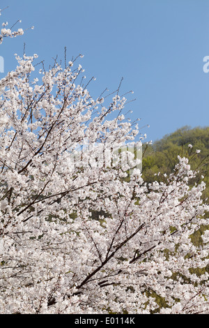 Frühling blühenden Kirschbaum Baum Stockfoto