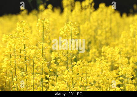 Raps-Blume in einem Feld Stockfoto