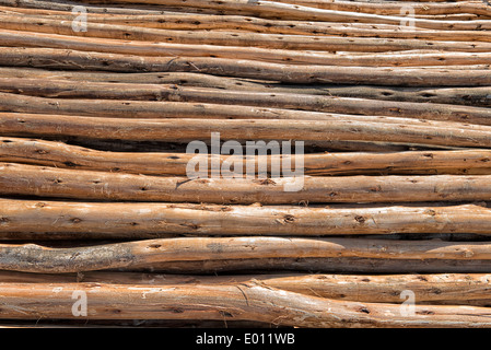 Eukalyptusbaum in Lalibela, Äthiopien Stockfoto