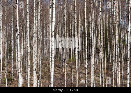 gemeinsamen Birkenstämmen, Finnland Europa Stockfoto