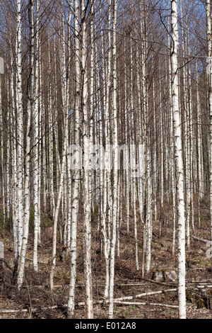 gemeinsamen Birkenstämmen, Finnland Europa Stockfoto