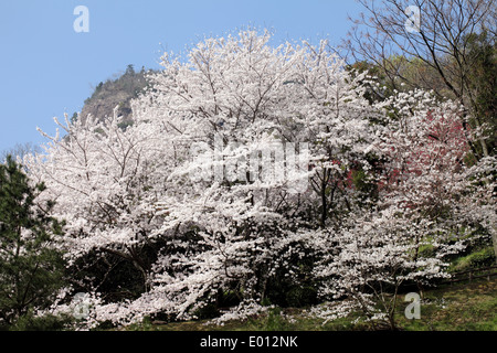 großen Kirschbaum Stockfoto