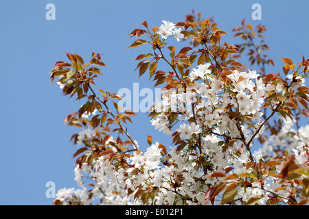 Frühling blühenden Kirschbaum Baum Stockfoto