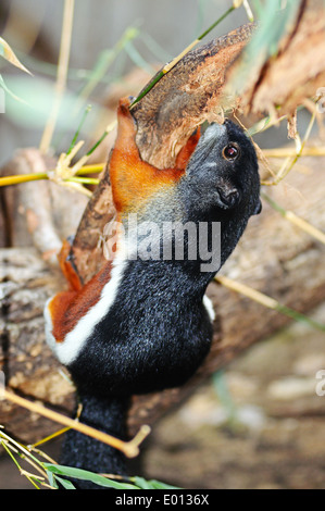 Asiatische dreifarbige Eichhörnchen (Callosciurus). Stockfoto