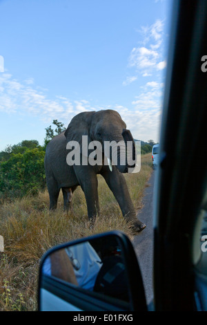 Ein junger afrikanischer Elefantenbulle Loxodonta unzufrieden mit dem Auto hebt seinen Rüssel als Warnung, dass er diese nicht mit dem Fahrzeug in seinem Platz glücklich. Stockfoto