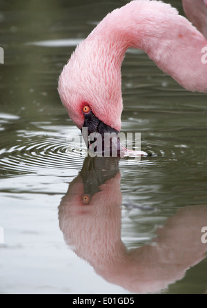 Flamingo im Wasser gespiegelt Stockfoto