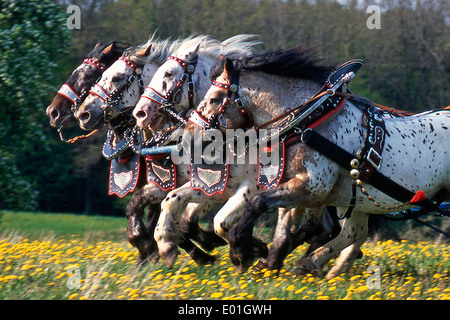 Noriker Pferd (Equus Ferus Caballus). Team von vier (Quadriga) im Galopp einen Wagen ziehen. Verkauf in deutschsprachigen Ländern onl Stockfoto