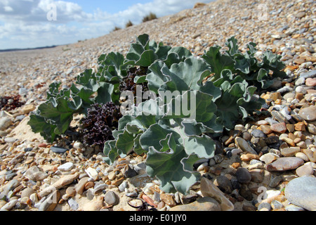 Meerkohl Crambe Maritima an Kies Strand, Walberswick, Nordseeküste von Suffolk, England. Stockfoto