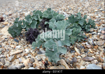 Meerkohl Crambe Maritima an Kies Strand, Walberswick, Nordseeküste von Suffolk, England. Stockfoto