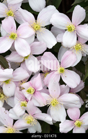 Nahaufnahme der frühen Blüte Clematis Montana Rubens produzieren blasse rosa Blüten in ein Alsager Garten Cheshire England Stockfoto