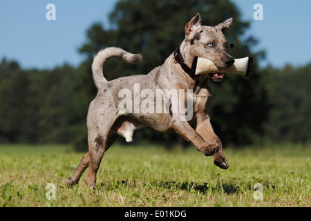 Louisiana Catahoula Leopard Dog. Erwachsenen einen Dummy holen. Deutschland Stockfoto