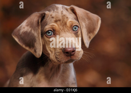 Louisiana Catahoula Leopard Dog. Porträt eines Welpen. Deutschland Stockfoto