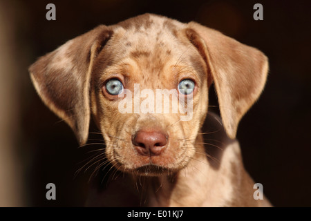 Louisiana Catahoula Leopard Dog. Porträt eines Welpen. Deutschland Stockfoto