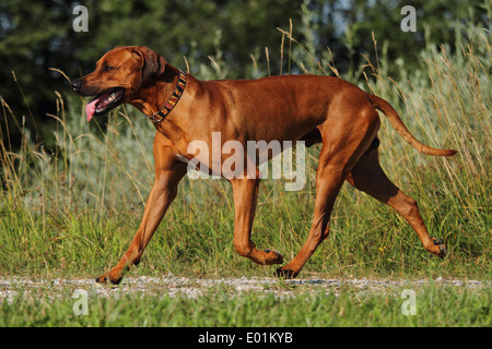 Rhodesian Ridgeback. Erwachsenen einen Weg zu gehen. Deutschland Stockfoto
