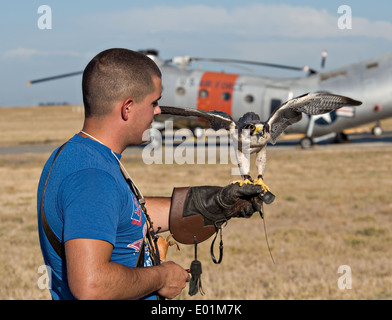 U.S. Air Force Airman 1st Class David Mumme hält Columbia, eine weibliche Lanner Falcon verwendet gegen Vogelschlag an Luftfahrzeugen 23. September 2011 in Travis Air Force Base, Kalifornien. Stockfoto