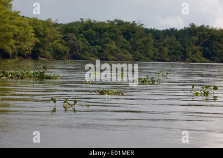 Wasser-Hyazinthe (Eichornia Crassipes). Eingeborener nach Amazonien. Weg zu brechen, Brocken, immer kleine Flöße und schwimmende entfernt in der c Stockfoto