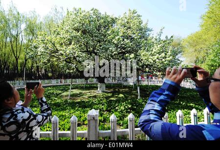 Harbin, China Provinz Heilongjiang. 29. April 2014. Bürgerinnen und Bürger Fotografieren ein blühender Birnbaum, die über 120 Jahre alt, in Harbin, der Hauptstadt des nordöstlichen Chinas Provinz Heilongjiang, 29. April 2014 ist. © Wang Jianwei/Xinhua/Alamy Live-Nachrichten Stockfoto