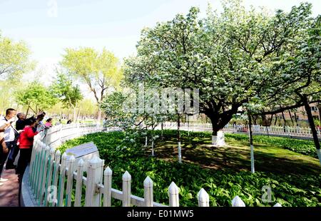 Harbin, China Provinz Heilongjiang. 29. April 2014. Bürgerinnen und Bürger Fotografieren ein blühender Birnbaum, die über 120 Jahre alt, in Harbin, der Hauptstadt des nordöstlichen Chinas Provinz Heilongjiang, 29. April 2014 ist. © Wang Jianwei/Xinhua/Alamy Live-Nachrichten Stockfoto