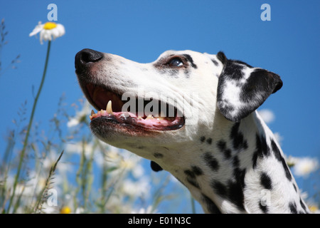 Dalmatiner. Porträt eines Erwachsenen. Deutschland Stockfoto