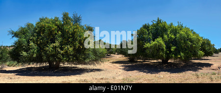 Ziegen fressen Argan Nüssen in einer Argon-Struktur. In der Nähe von Essaouira, Marokko Stockfoto