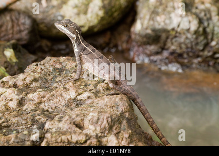 Gemeinsame Basilisk, oder Jesus Christ Lizard (Basiliskos Basiliskos). In einem Hotelpool Steingarten. Drake Bay. Costa Rica. Unter Erwachsenen. Stockfoto