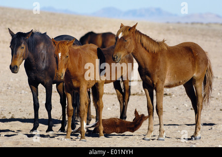 Namibwüste Pferd (Equus Ferus Caballus). Gruppe in Garub Pan, Wüste Namib Naukluft Nationalpark, Namibia Stockfoto