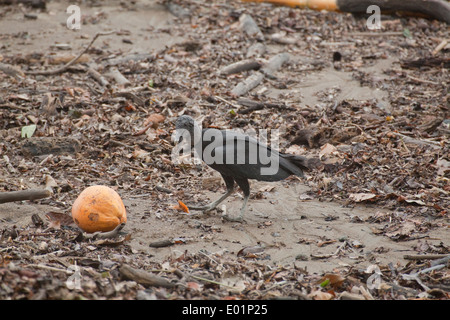 Amerikanische Schwarzgeier (Coragyps Atratus). Aufräumvorgang auf Strand Wasserlinie. Etwa um eine gewaschene, Kokosnuss zu untersuchen. Stockfoto