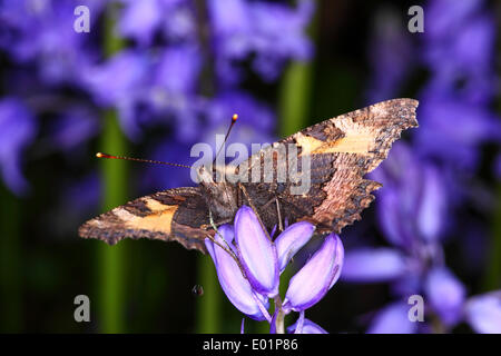 Kleiner Fuchs Schmetterling auf Glockenblumen Stockfoto