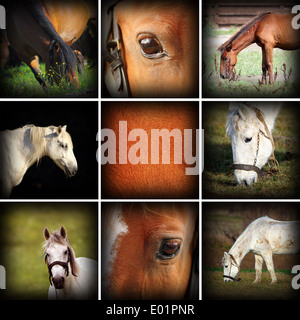 Sammlung von Pferde Bilder, Details von Leben auf dem Bauernhof Stockfoto