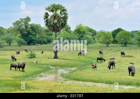 Wasserbüffel grasen auf der grünen Wiese, Sri Lanka Stockfoto