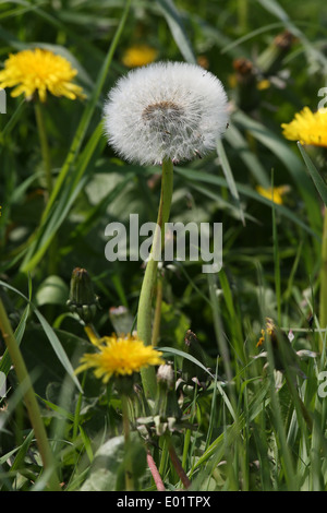 Löwenzahn in der englischen Landschaft. Stockfoto