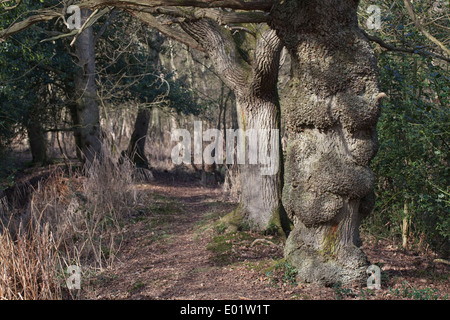 Englische Eichen (Quercus Robur). Reihe von Baumstämmen entlang der Linie einer Zeit letzten Hecke. Beachten Sie die normale rissige Rinde. Stockfoto