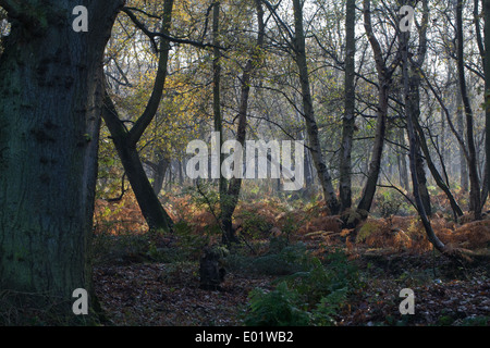 Nassen Wald. Eiche (Quercus Robur, links, und jüngere Downy Birken (Betula Pubescens) rechts. Boden-Decke von Farnen (Dypterus sp.) Stockfoto